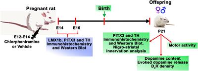 The Systemic Administration of the Histamine H1 Receptor Antagonist/Inverse Agonist Chlorpheniramine to Pregnant Rats Impairs the Development of Nigro-Striatal Dopaminergic Neurons